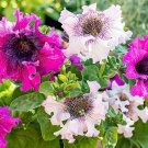 Petunia Superbissima Cerny’S Triumph Mix 25 Flower Seeds