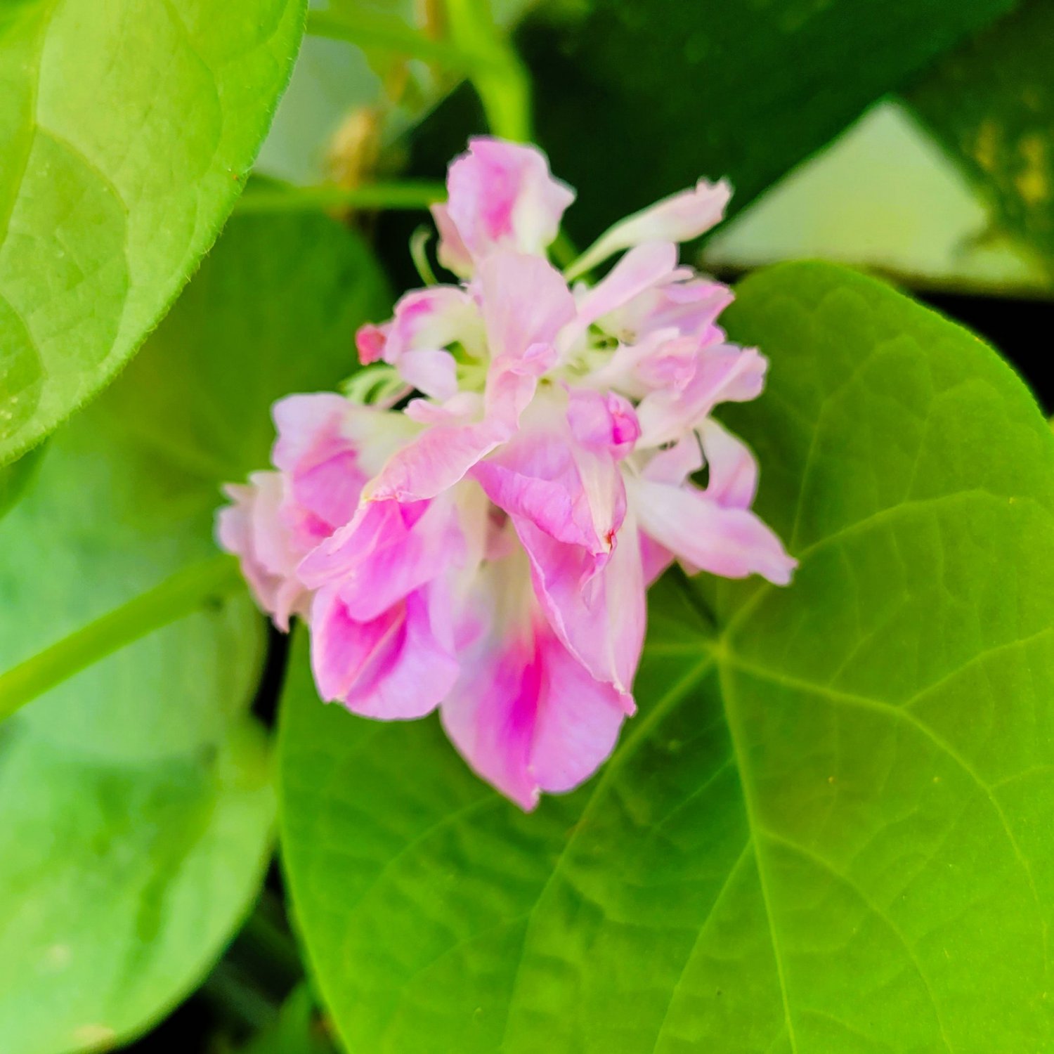 Morning Glory Split Second Double Ipomoea 8 Flower Seeds