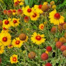 Gaillardia Amber Wheels Gaillardia Aristata 15 Flower Seeds