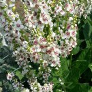 Verbascum Wedding Candles Mullein 15 Flower Seeds
