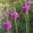 Dalea Purpureum Stephanie Purple Prairie Clover 25 Flower Seeds