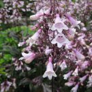 Penstemon Digitalis Mystica Beardtongue 15 Flower Seeds