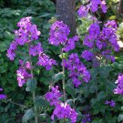 Lunaria Silver Dollar Violet Lunaria Biennis 30 Flower Seeds