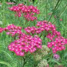 Achillea Cerise Queen Yarrow 50 Flower Seeds