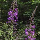 Lobelia Siphilitica Great Blue 50 Flower Seeds