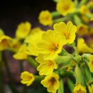 Primula Veris Ssp. Columnae Cowslip 20 Flower Seeds