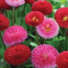 Bellis Pomponette Mix English Daisy 50 Flower Seeds