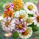 Zinnia Peppermint Stick Mix 25 Flower Seeds
