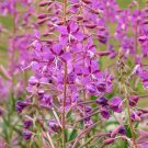Fireweed Or Rosebay Willowherb Chamaenerion Angustifolium 50 Flower Seeds