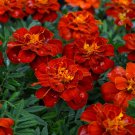 Marigold Red Cherry French Marigold 35 Flower Seeds