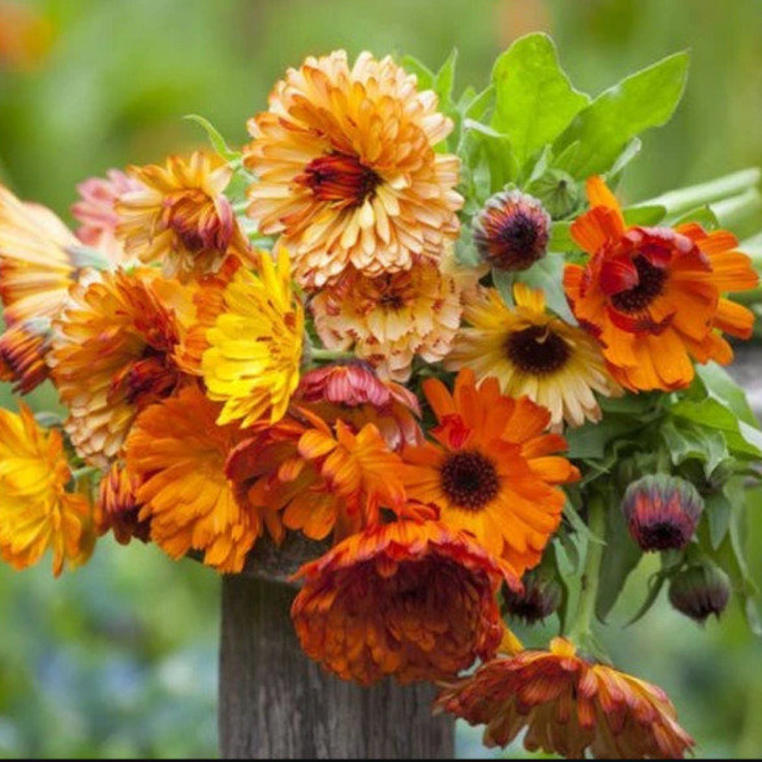 Calendula Sunset Mix Pot Marigold 50 Flower Seeds