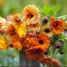 Calendula Sunset Mix Pot Marigold 50 Flower Seeds