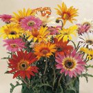 African Daisy Harlequin Mix Arctotis X 20 Flower Seeds