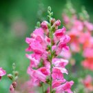 Snapdragon Rocket Pink Antirrhinum Majus 30 Flower Seeds