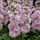 Stock Malmaison Pink Column Stock 30 Flower Seeds