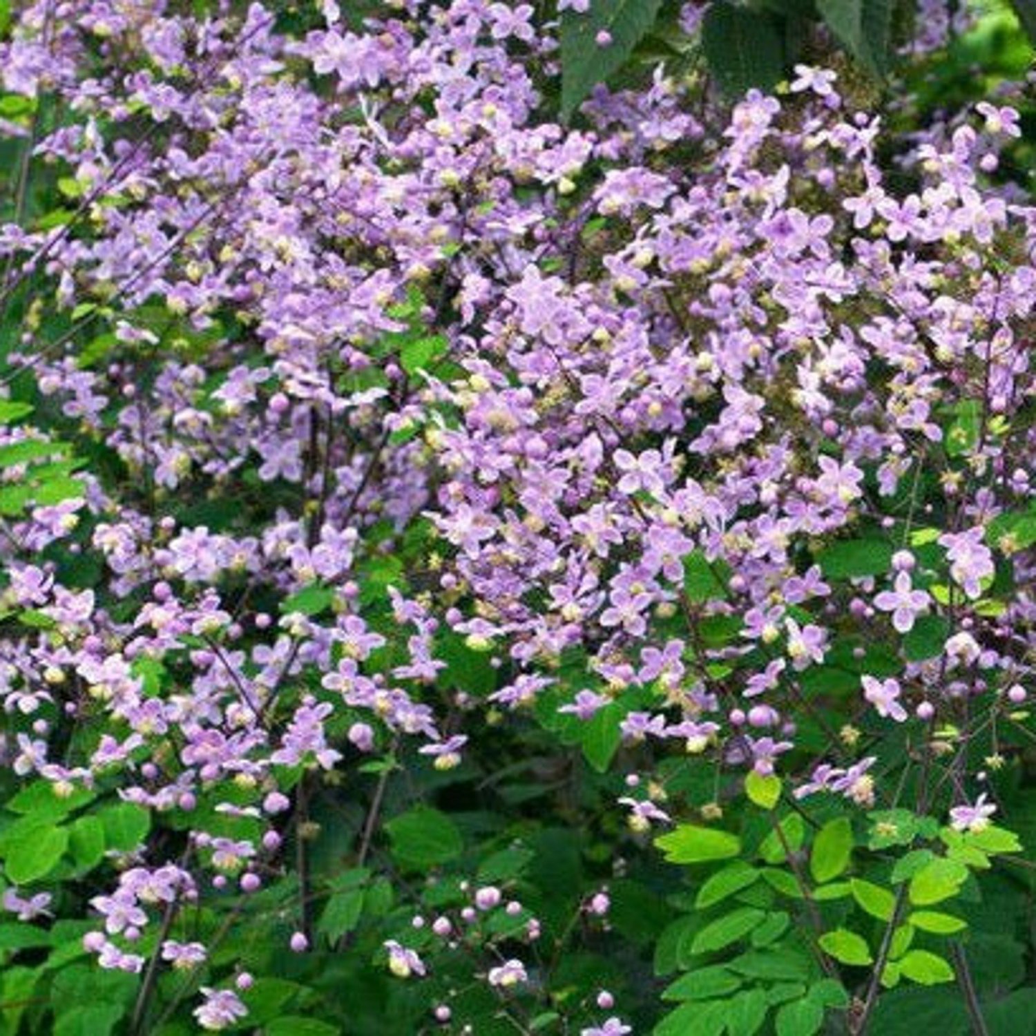 Thalictrum Rochebruneanum Lavender Mist Meadow Rue 15 Flower Seeds