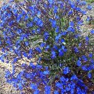 Anchusa Capensis Blue Angel Dwarf Alkanet 30 Flower Seeds
