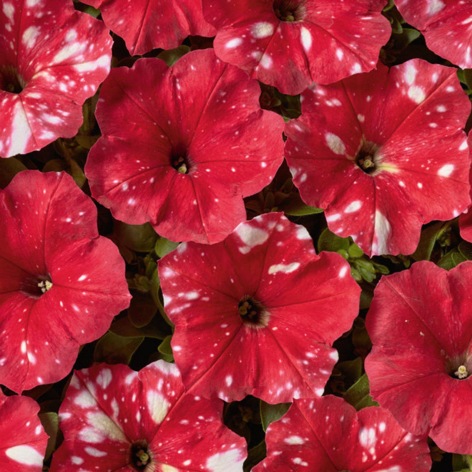 Petunia Multiflora Dot Star Red 20 Flower Seeds