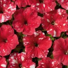 Petunia Multiflora Dot Star Red 20 Flower Seeds