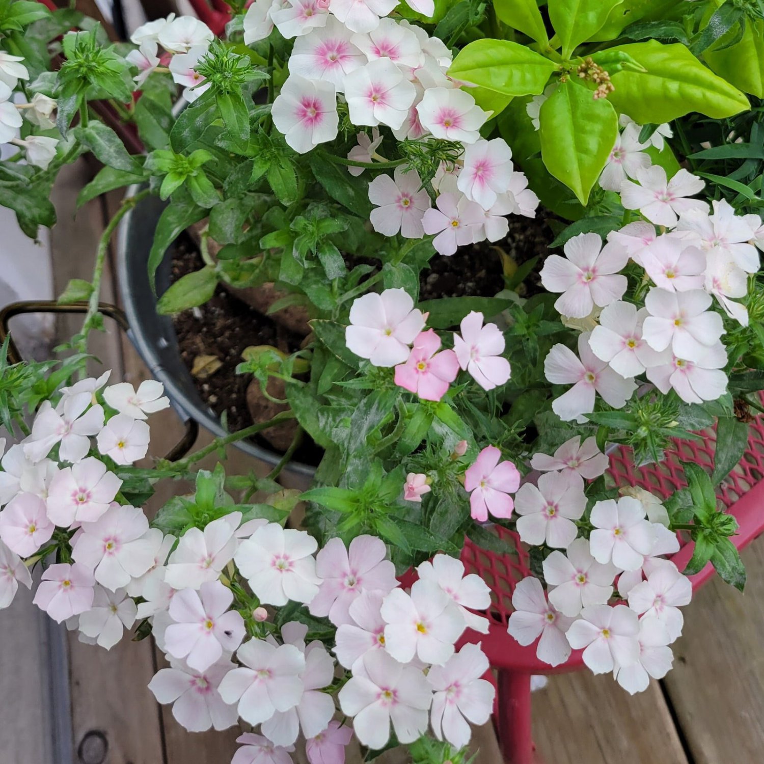 Phlox Blushing Bride Phlox Drummondii 15 Flower Seeds
