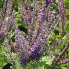 Amorpha Canescens Leadplant 50 Flower Seeds