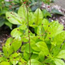 Talinum Kingwood Gold Jewels Of Opar 15 Flower Seeds