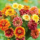 Zinnia Jazzy Mix 20 Flower Seeds