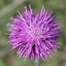 Jurinea ebourii 20 Flower Seeds