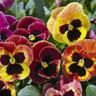 Pansy Mammoth Sangria Punch 30 Flower Seeds