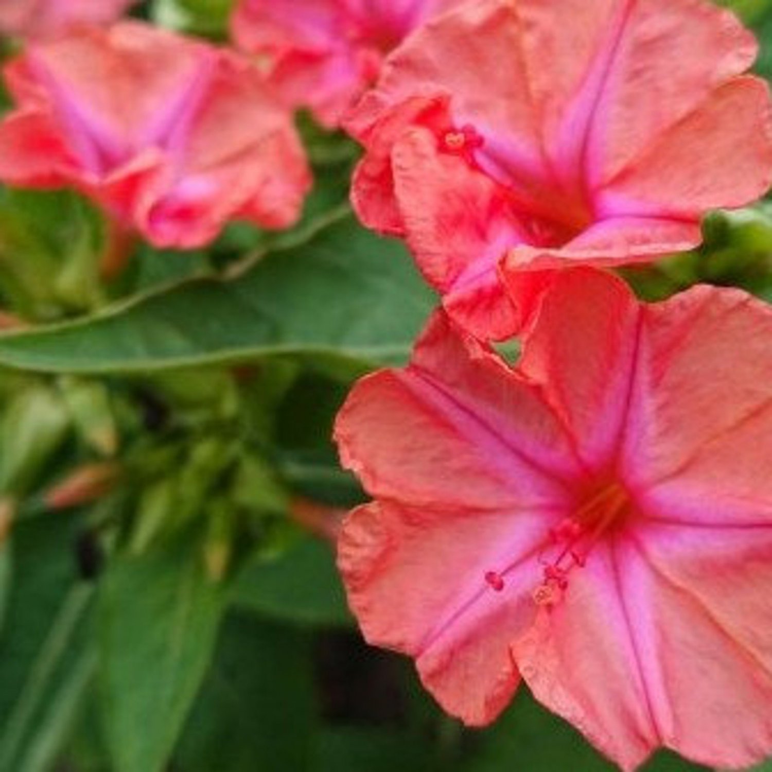 Four O&acirc;�� Clock Salmon Sunset Mirabilis Jalapa 20 Flower Seeds