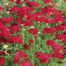 Achillea Cassis Yarrow Seeds 35 Flower Seeds