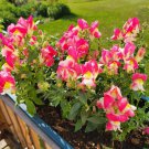 Snapdragon Floral Showers Coral Bicolor Antirrhinum Majus 25 Flower Seeds