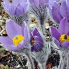 Pulsatilla Halleri Ssp. Taurica Alpine Pasque Flower 10 Flower Seeds