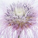 Centaurea Americana Aloha Rosa Pink Basket Flower 15 Flower Seeds