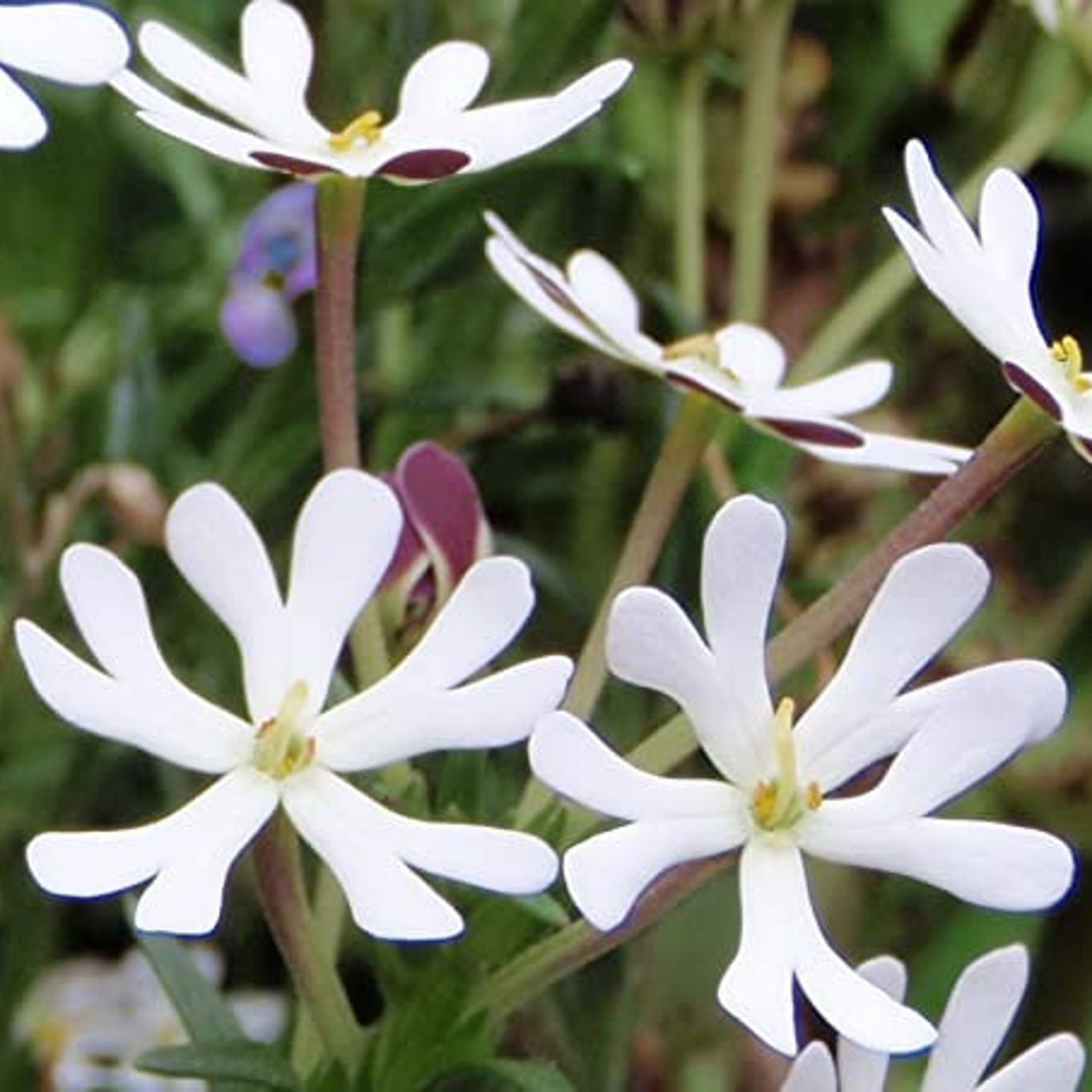 Zaluzianskya Capensis Midnight Candy Night Phlox 30 Flower Seeds