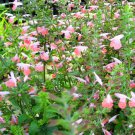 Salvia Coral Nymph Salvia Coccinea 20 Flower Seeds