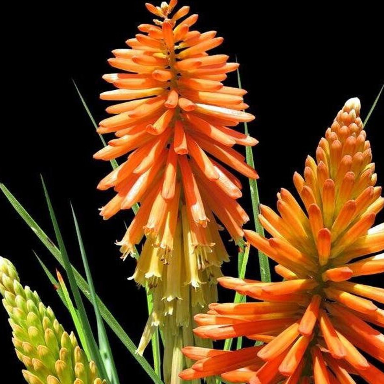 Kniphofia Triangularis Mandarin Poker Dwarf Red Hot Poker 10 Flower Seeds