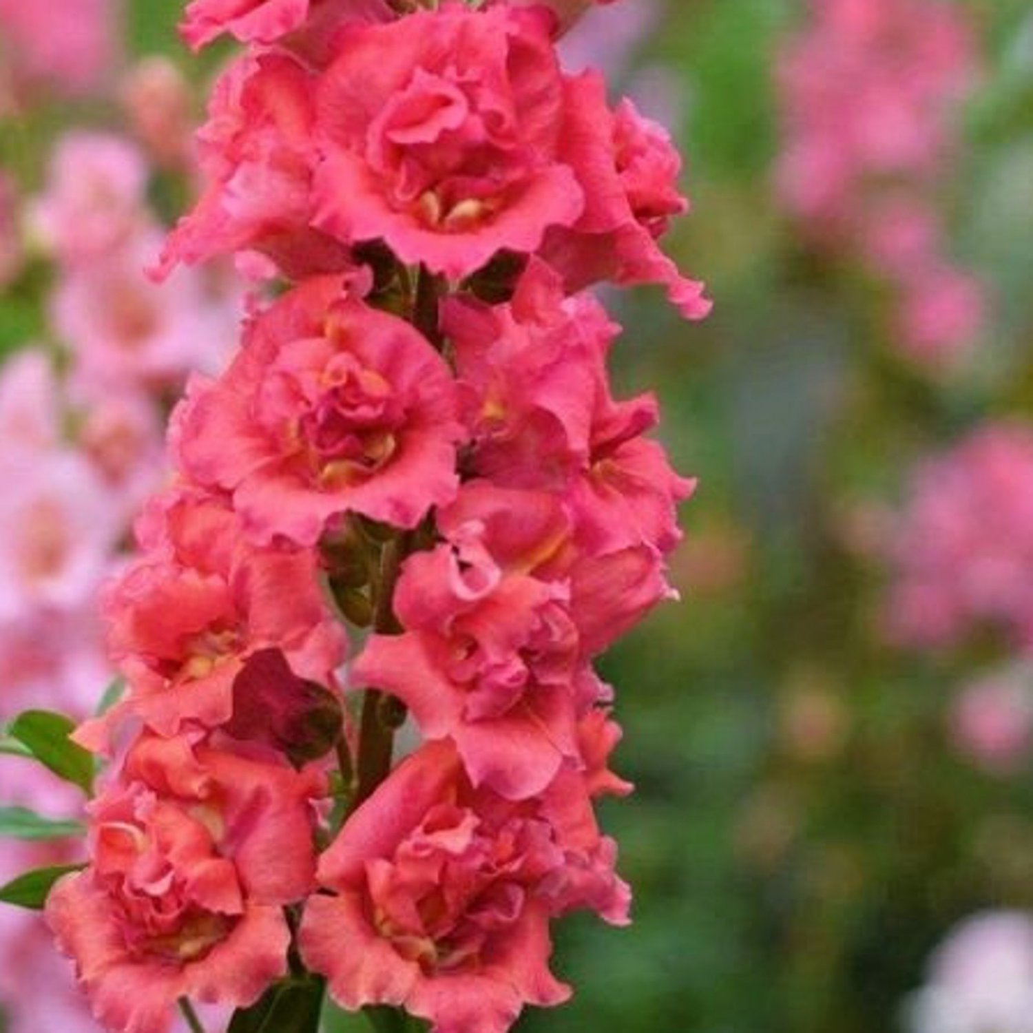 Snapdragon Madame Butterfly Cherry Bronze Antirrhinum 20 Flower Seeds