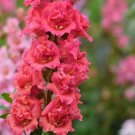 Snapdragon Madame Butterfly Cherry Bronze Antirrhinum 20 Flower Seeds