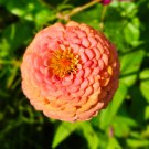 Zinnia Elegans Oklahoma Salmon 25 Flower Seeds