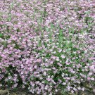 Gypsophila Repens Rosea Pink Creeping Baby’S Breath 50 Flower Seeds