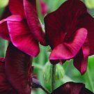 Sweet Pea Royal Maroon Lathyrus Odoratus 15 Flower Seeds