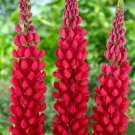 Lupine My Castle Lupinus Polyphyllus 15 Flower Seeds
