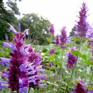 Agastache Globetrotter Agastache Pallida-Hyb. 15 Flower Seeds