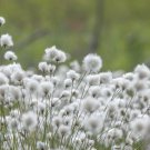 Eriophorum Angustifolium Cotton Grass 25 Ornamental Grass Seeds