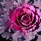 Flowering Cabbage Osaka Iq Red 20 Flower Seeds