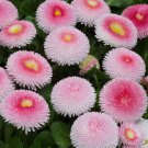 Bellis Tasso Strawberries And Cream English Daisy 30 Flower Seeds