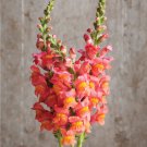 Snapdragon Potomac Orange Antirrhinum Majus 20 Flower Seeds