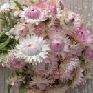 Strawflower Silvery Rose 35 Flower Seeds