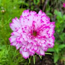 Cosmos Double Click Bicolor Violet 15 Flower Seeds